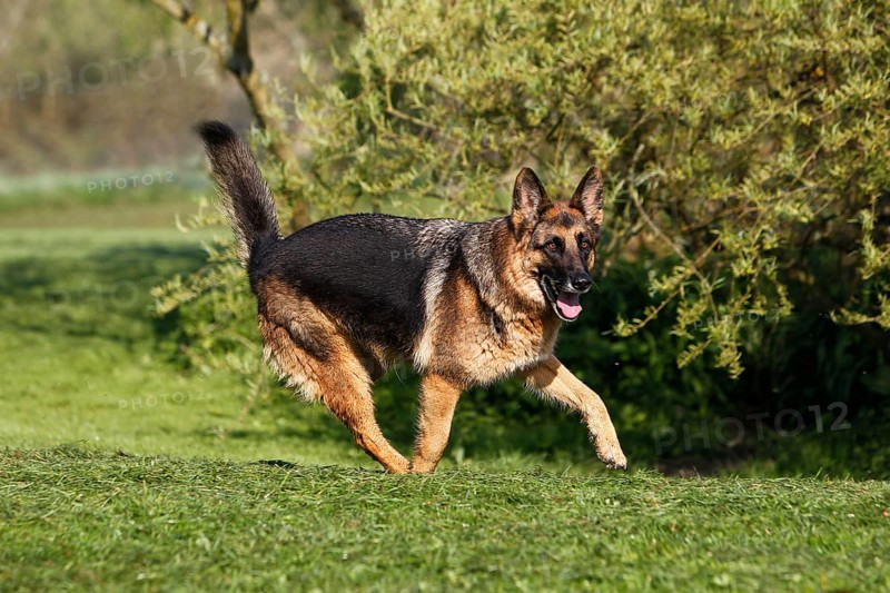 German Shepherd Dog, Adult running on Lawn