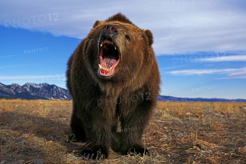 KODIAK BEAR (ursus arctos middendorffi), ADULT THREATENING WITH OPEN MOUTH, ALASKA