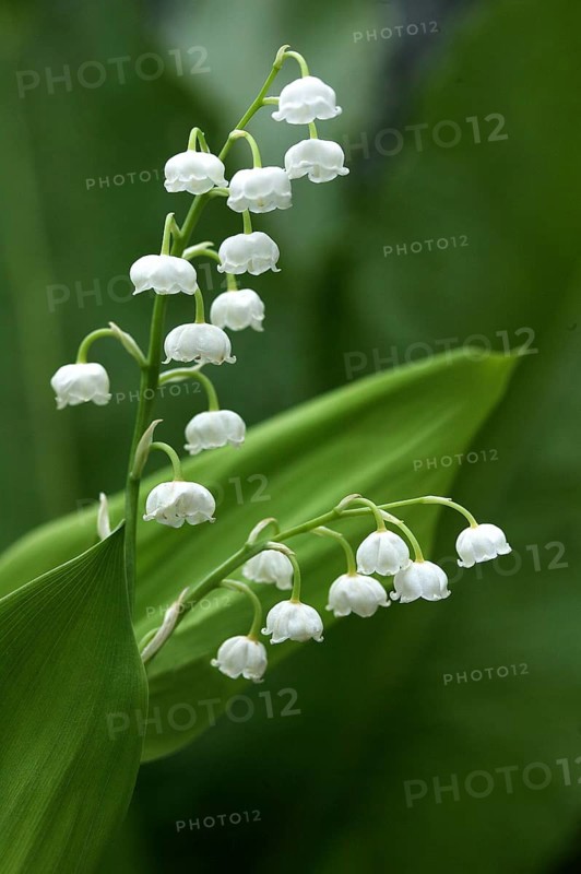 Lily of the Valley (convallaria majalis)