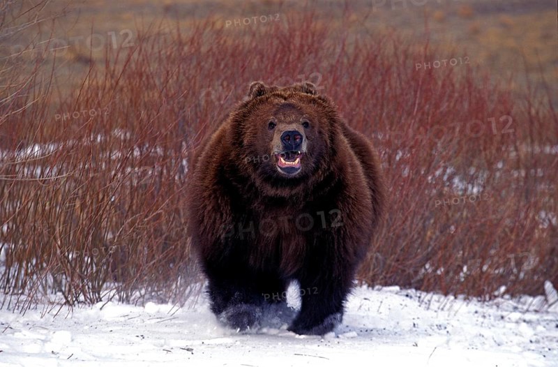Kodiak Bear (ursus arctos middendorffi), Adult standing on Snow, Alaska
