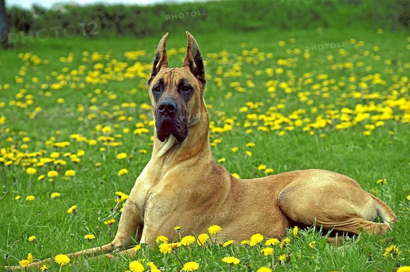Great Dane or German Mastiff laying in Dandelion's Flowers (Old Standard Breed with Cut Ears)