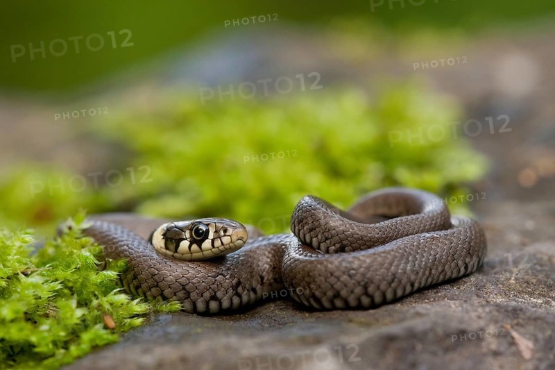Grass snake (Natrix natrix), young animal, Rhineland-Palatinate, Germany, Europe