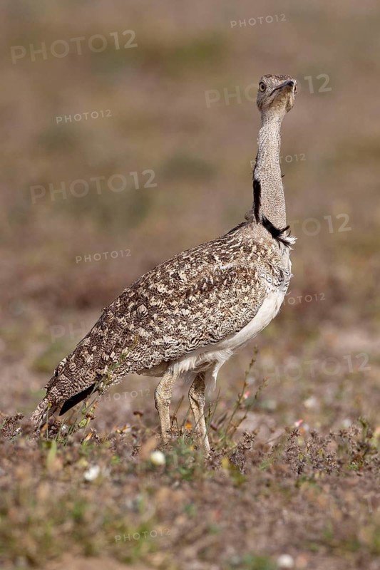 Houbara Bustard (Chlamydotis undulata), female, Lanzarote, Canary Islands, Spain, side, Europe