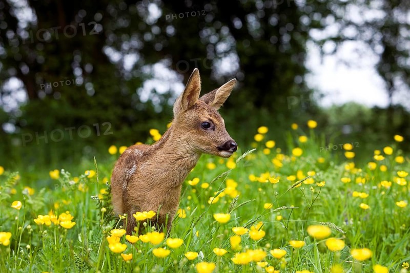 Roe Deer (capreolus capreolus), Fawn with Yellow Flowers, Normandy