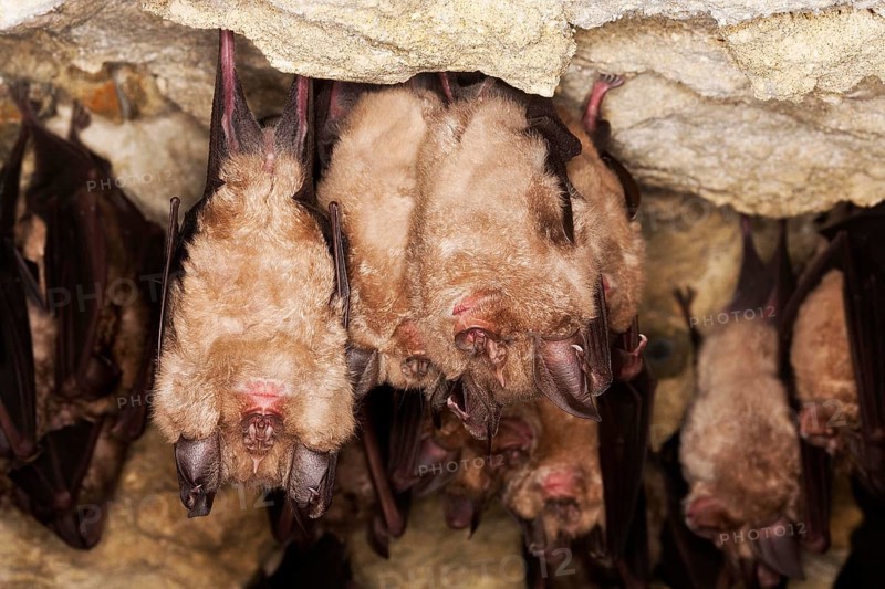 Greater Horseshoe Bat (rhinolophus ferrumequinum), Colony Hibernating in a Cave, Normandy