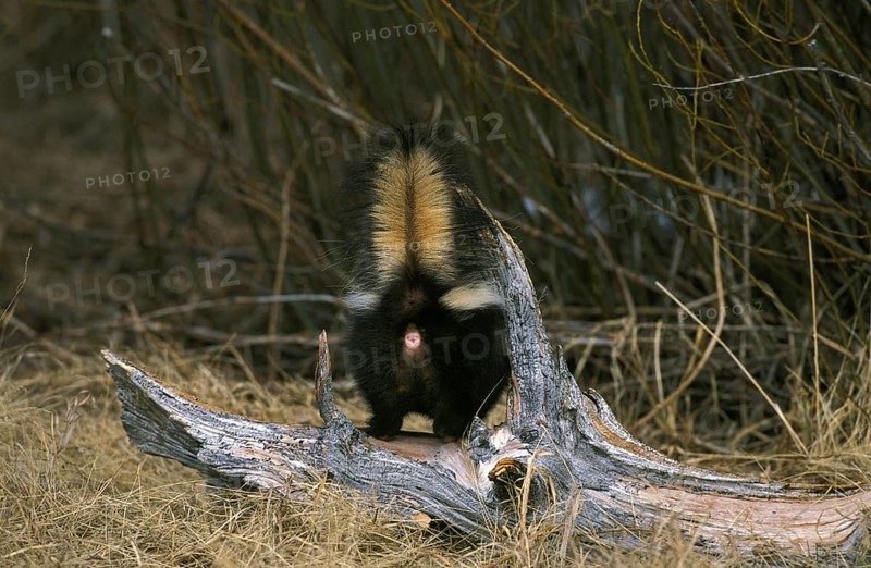 Striped striped skunk (mephitis mephitis), dorsal view of an adult