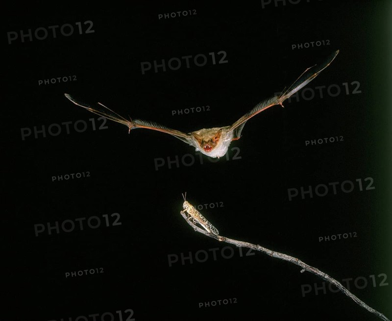 Mouse-Eared Bat (myotis myotis), Adult in Flight, Catching Grasshopper