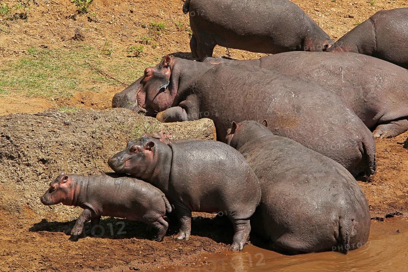 Hippopotamus (hippopotamus amphibius), Group sleeping near River, Masai Mara Park in Kenya