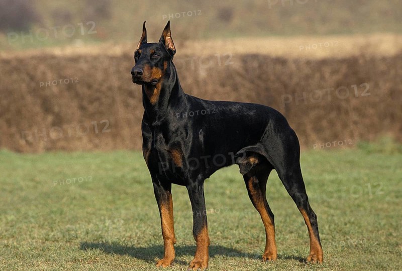 Male Dobermann Dog or Dobermann Pinscher, Old Standard Breed with Cut Ears