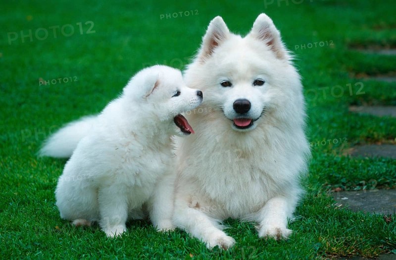 Samoyed with puppy, 6 weeks