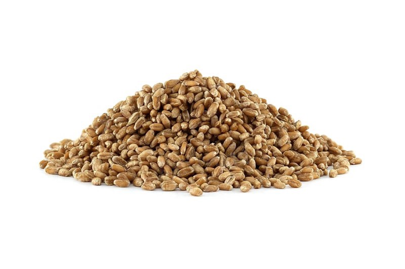 Closeup pile of wheat grains for natural food isolated on white background, agriculture and organic farming concepts