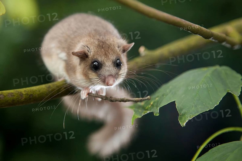 Edible dormouse (Glis glis) Rhineland-Palatinate, Germany, Europe