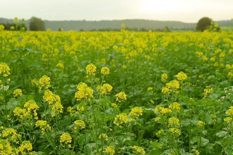 Field mustard (Sinapis arvensis), Rosengarten, Schwäbisch Hall, Hohenlohe, Kochertal, Heilbronn-Franken, Baden-Württemberg, Germany, Europe