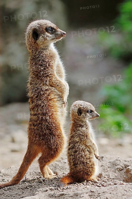 Meerkats (Suricata suricatta), female with young, suricates, lateral view