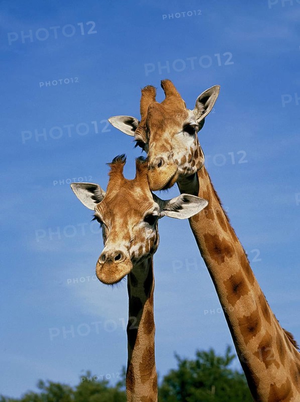 Rothschild's Giraffe (giraffa camelopardalis rothschildi)