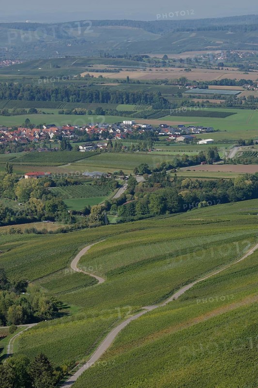 View of the vineyard landscape near Löwenstein, Löwensteiner Berge, vineyards, Heilbronn-Franken, Heilbronner Land, Baden-Württemberg, Germany, Europe