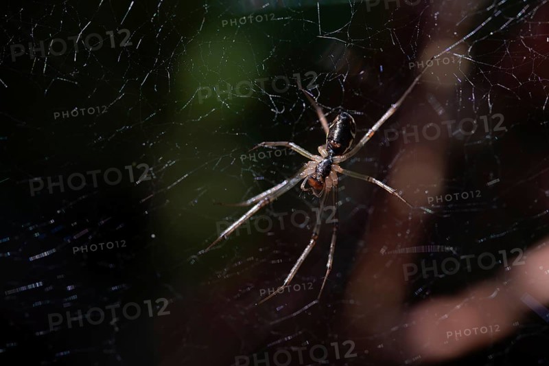 Baldachin spider (Linyphiidae), spider in web from above, Wurzacher Ried, Baden-Württemberg, Germany, Europe