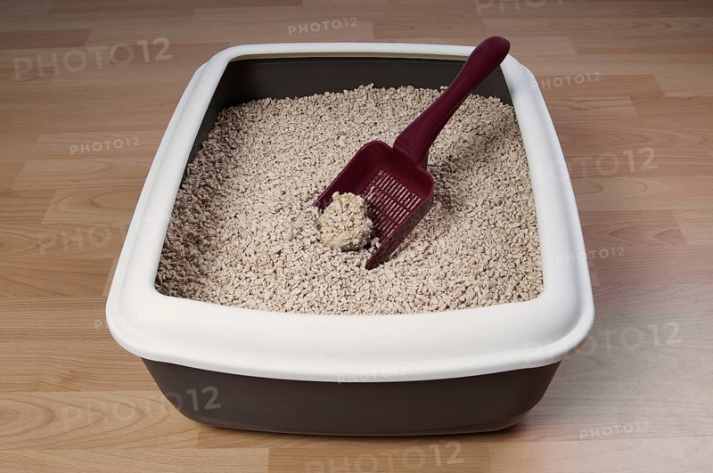 cat litter box with biodegradable pine wood chips