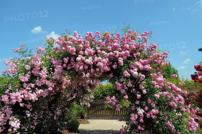Oberderdingen, Rose Garden, Rose Arch