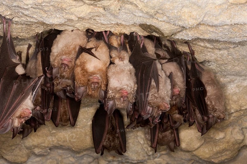 Greater horseshoe bat (rhinolophus ferrumequinum), colony in hibernation, hanging from cave ceiling, Normandy