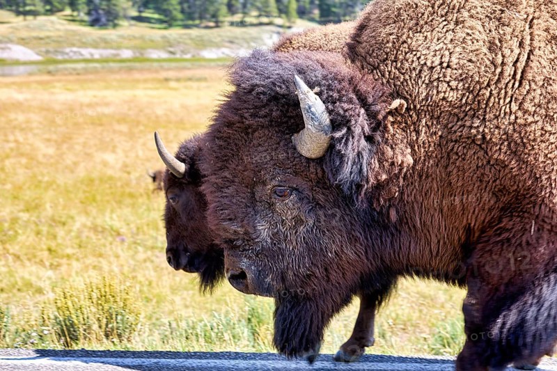 Bisons crossing road In the Yellowstone National Park. Wyoming. USA