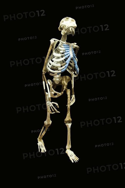 Replica of the skeleton 'Dinknesh', National Museum, Addis Ababa (Australopithecus afarensis Lucy), Beautiful, Ethiopia, Africa