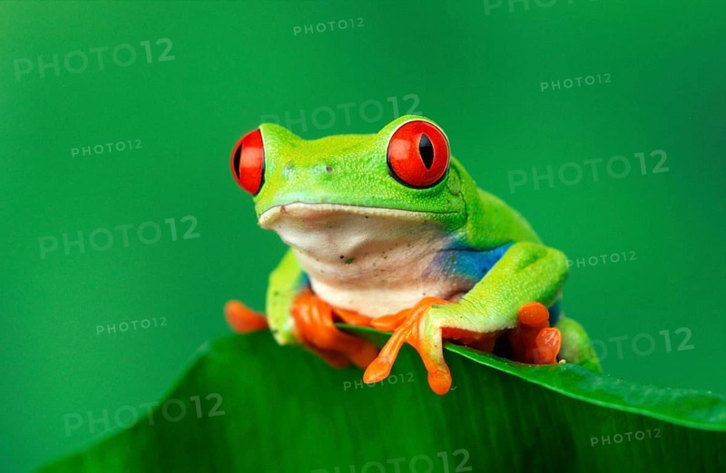 Red-eyed tree frog (Agalychnis callidryas), male