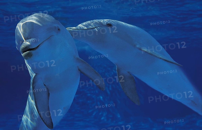 Bottlenose dolphin, Bottlenose dolphins (tursiops truncatus), dolphins, marine mammals, animals, mammals, whales, toothed whales, Bottlenose dolphin