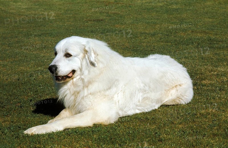 Great Pyrenean Hound or Pyrenean Mountain Dog