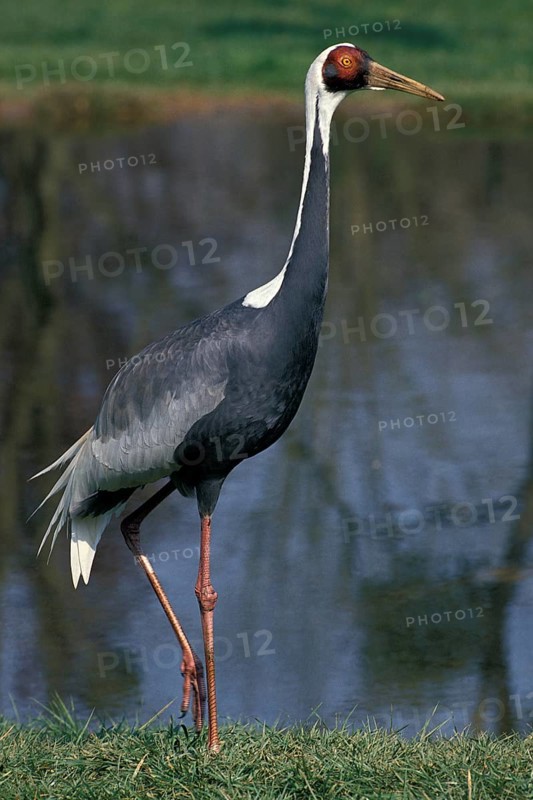 WHITE-NAPED CRANE (grus vipio), ADULT NEAR WATER