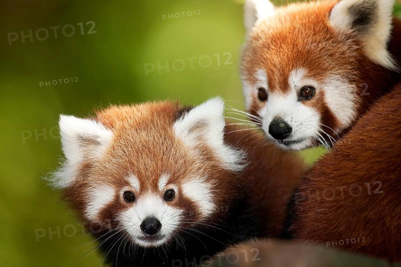 Red Panda (ailurus fulgens), Portrait of Adults