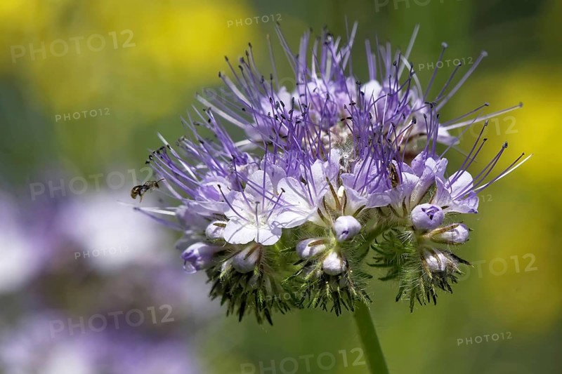 Tansy (Phacelia)