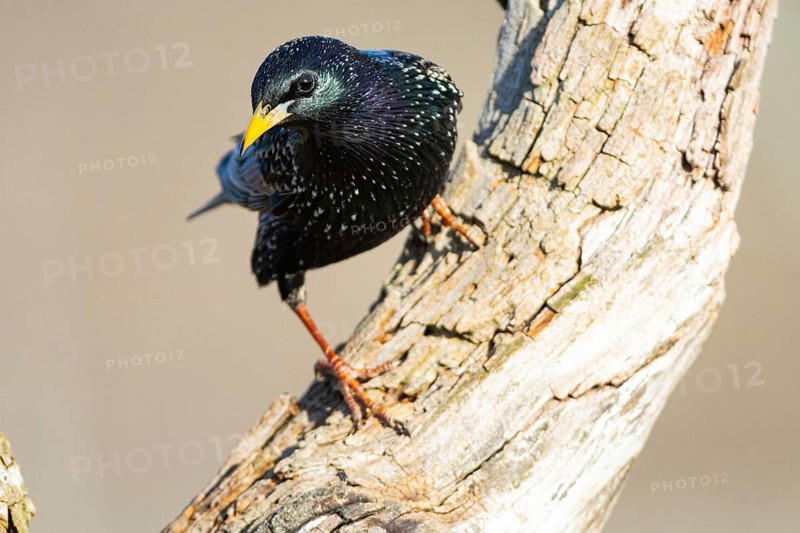 Common starling (Sturnus vulgaris) Germany