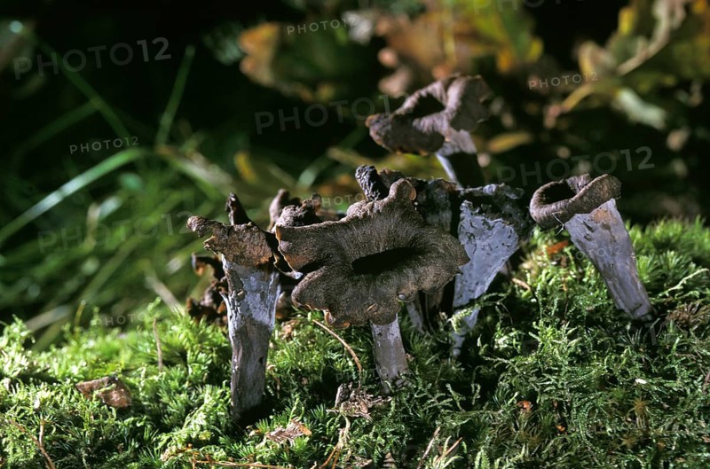 Horn of Plenty (craterellus cornucopioides) mushroom, Edible mushrooms
