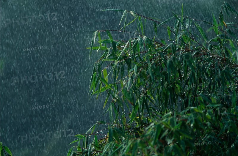 Bamboo bush in rain, plants, green, summer, landscape format, horizontal portfolio_wasser
