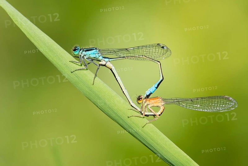 Large pitch dragonflies (Ischnura elegans), Mating wheel, Lower Saxony, Germany, Europe