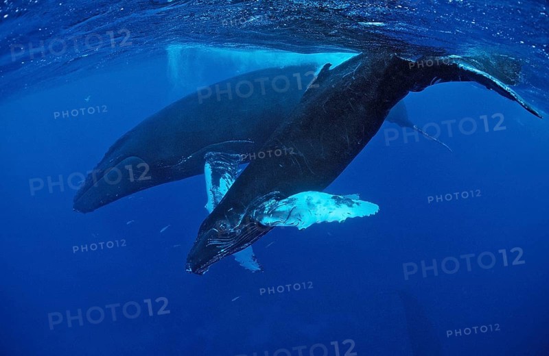 Humpback whale, mother and calf, Megaptera novaeangliae, Silverbanks, Caribbean Sea, Dominican Republic, Central America