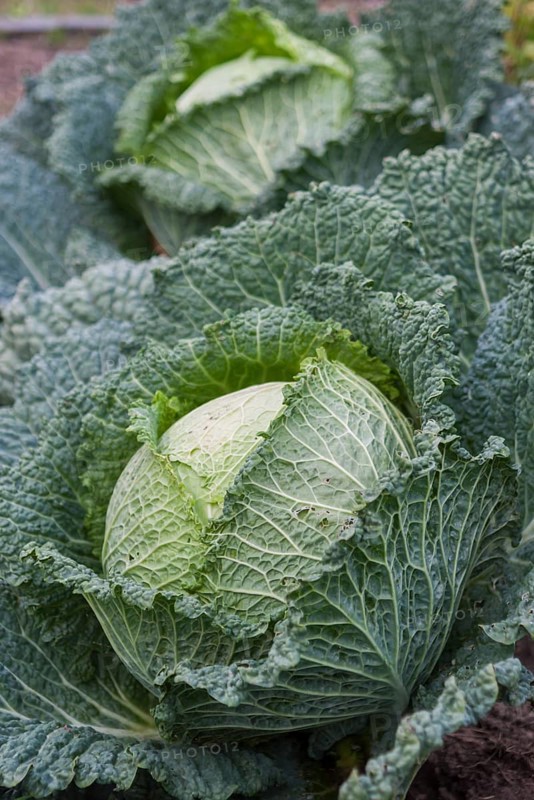 Savoy cabbage (Viridia)