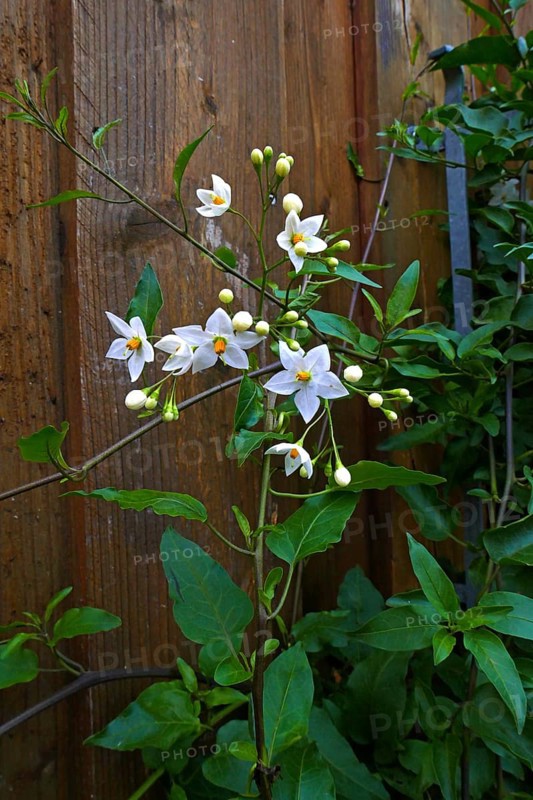 Jasminblütiger Nachtschatten Album Climber