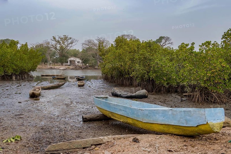 Mangrove area with traditional boats near Lamin, Gambia, Africa