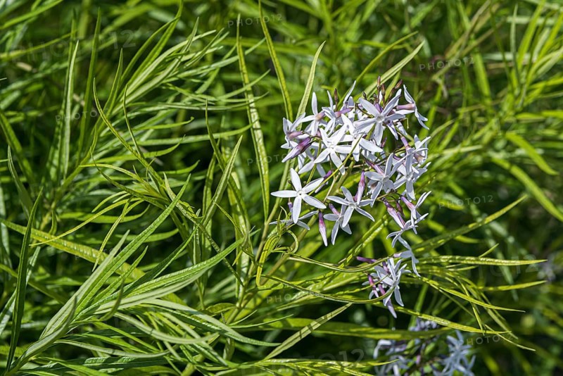 Blue star bush (Amsonia hubrichtii)
