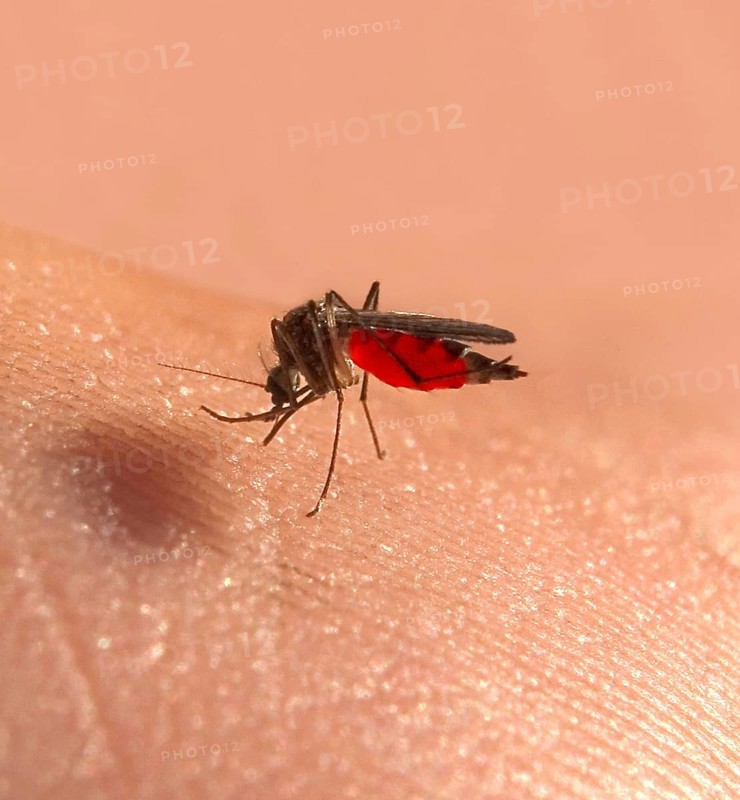 Macro of a common house mosquito or northern house mosquito (Culex pipiens) sucking blood on the hand of a man, body full of red blood