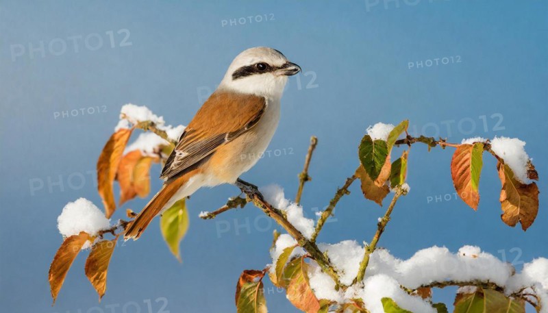 KI generated, A red-backed shrike (Lanius collurio)