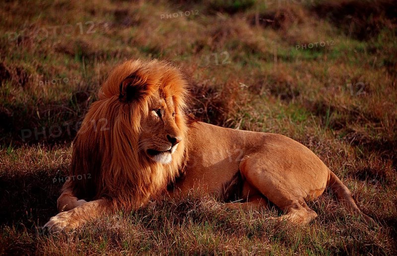 Male lion, lion, Panthera leo, South Africa, Schotia Game Park, Africa