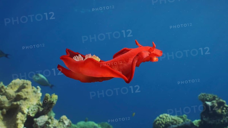 Bright red Sea Slug swims in blue sea in sunrays on daytime. Spanish Dancer (Hexabranchus sanguineus) Nudibranch floats over coral reef in sunburst, Red sea, Egypt, Africa