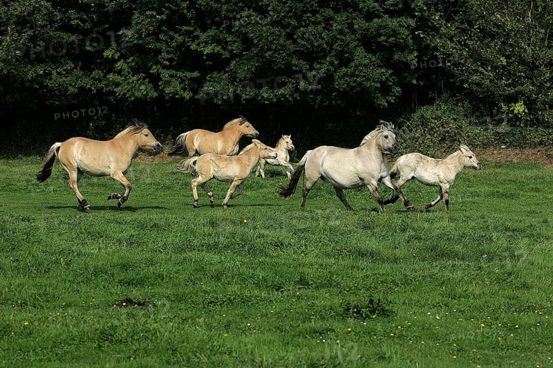 Norwegian Fjord Horse, Herd Galloping through Meadow