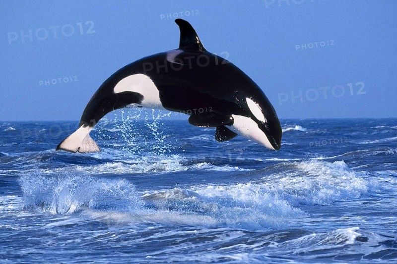 Killer whale (Orcinus orca)
