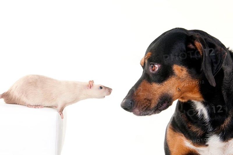 Mixed-breed dog, male, and colour rat, male