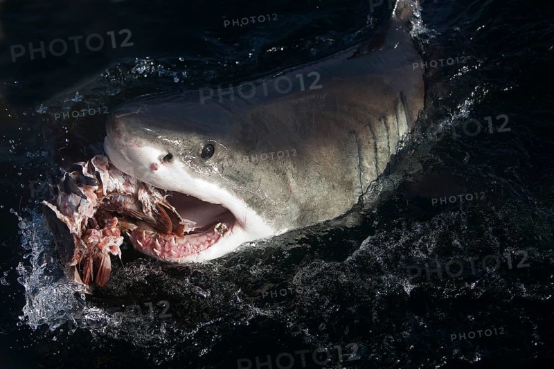 Great white shark, Great white shark, Great white sharks (carcharodon carcharias), White sharks, Human sharks, Other animals, Fish, Shark, Animals, Great White Shark, Adult Eating Tuna fish, False Bay in South Africa