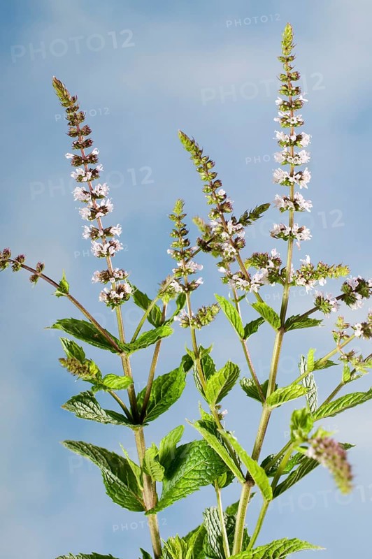 Hemingway peppermint (Mentha nemorosa)